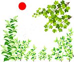 树叶绿叶枫叶