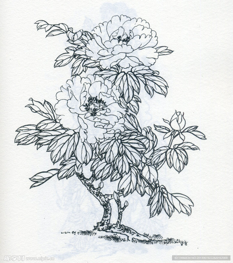 牡丹 花朵 线描
