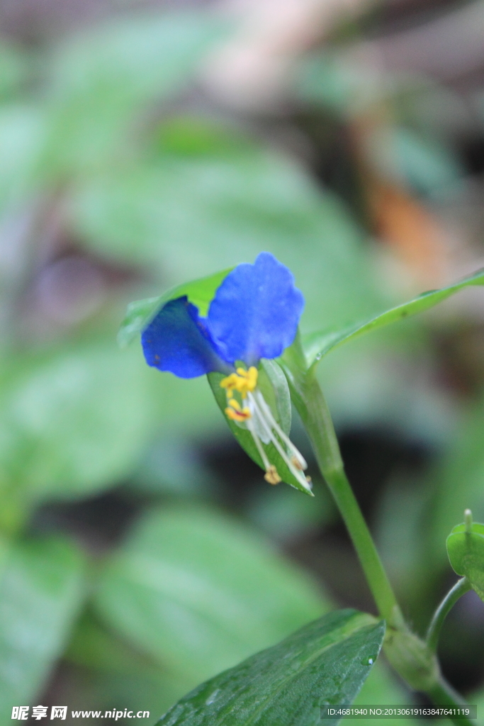 蝴蝶花