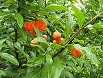 石榴花