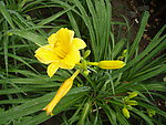黄花