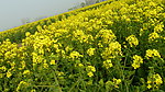 油菜花
