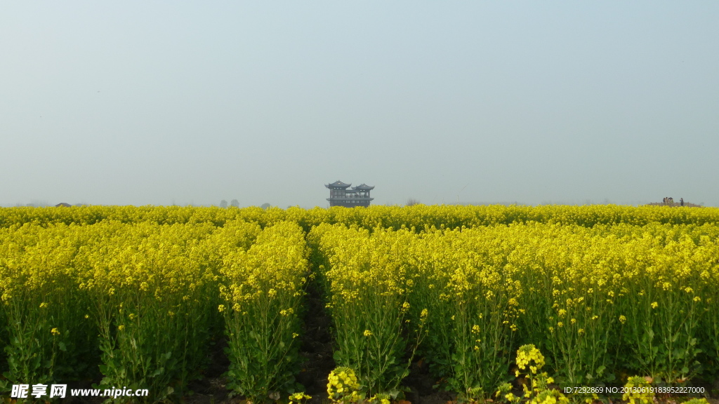 油菜花