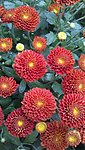 鲜花