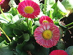 鲜花