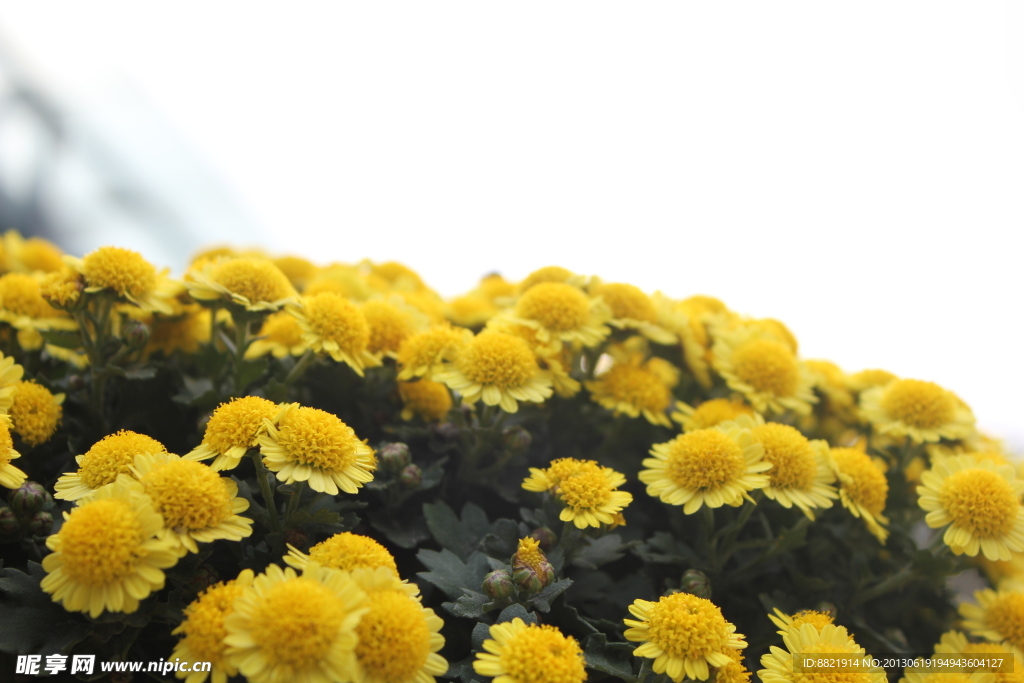 菊花