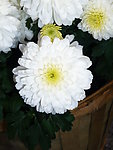 菊花