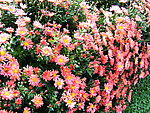 鲜花