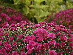 鲜花