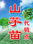 山芋苗代销点海报