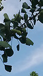 植物园之银杏