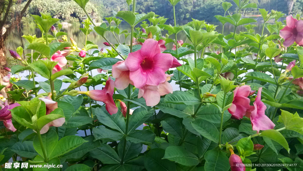 红花
