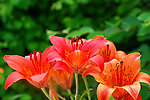 百合花