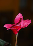 仙客来花