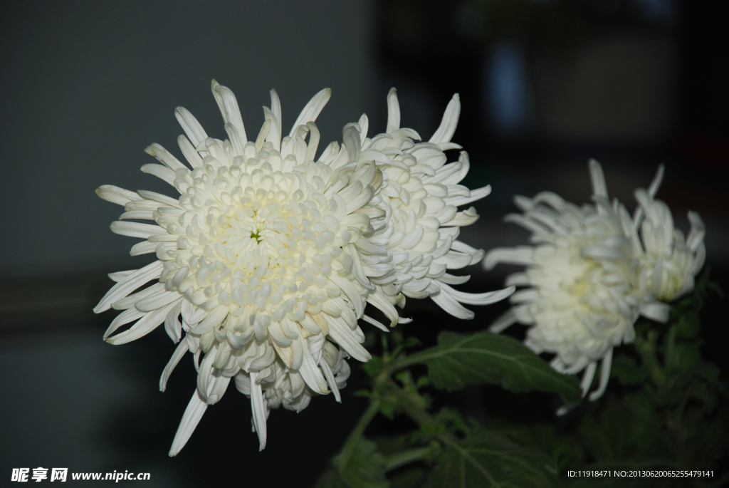 洁白 菊花