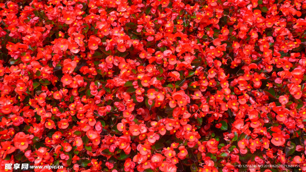 大红色四季海棠花