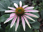 松果花