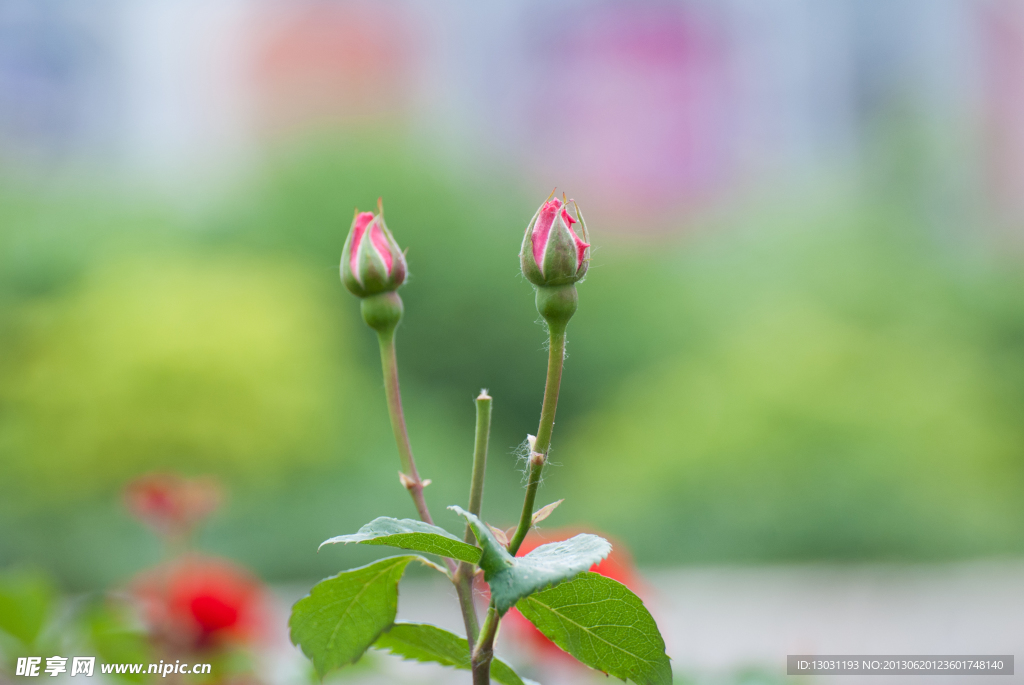 月季花花蕾