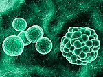 病毒 细菌 微生物