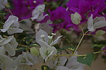 热带花卉