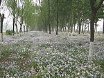 乡间小路 花圃