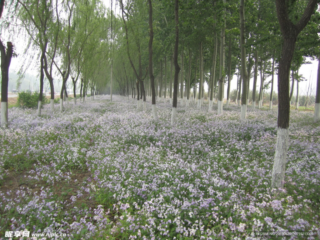 乡间小路 花圃