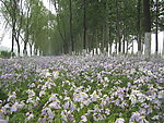乡间小路 花圃
