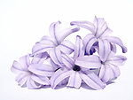 丁香花
