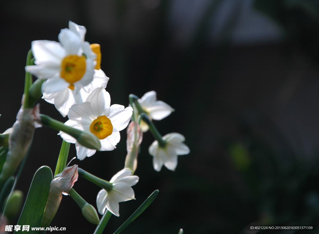 水仙花
