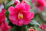 茶花