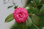 茶花