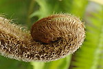 桫椤