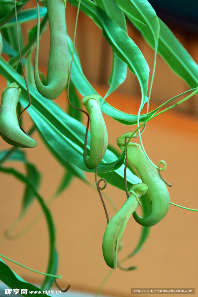 植物