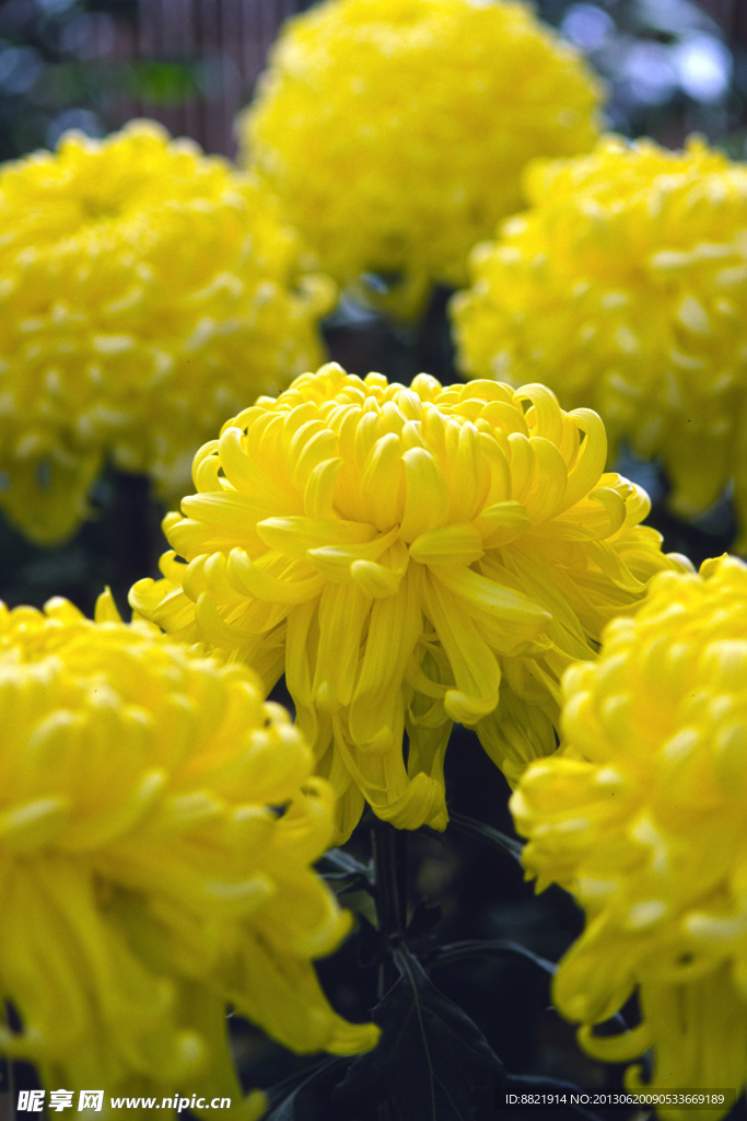 菊花