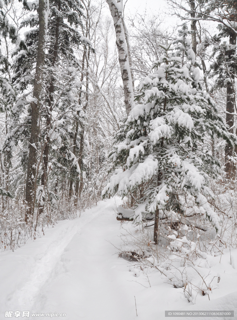雪间小路
