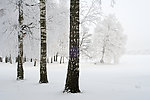 雪景