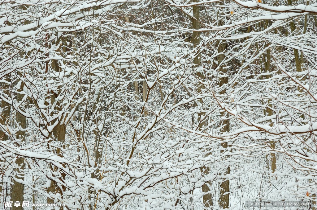 雪景