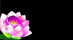 黑色背景花纹