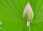 荷花花蕾