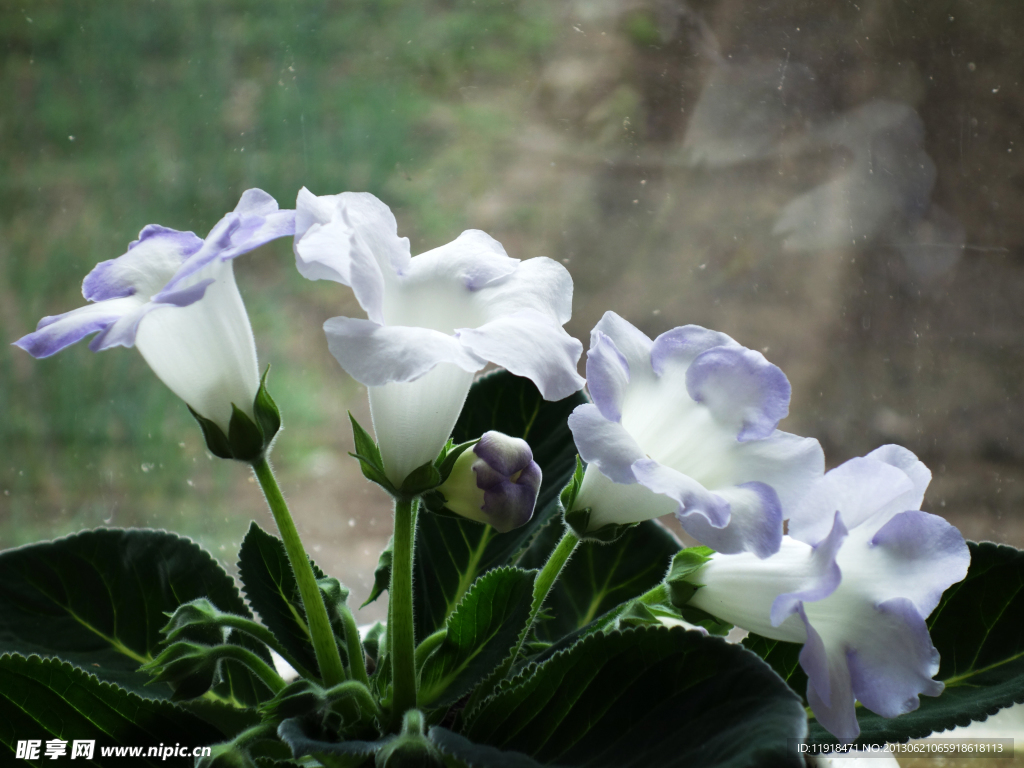 家中芙蓉花