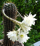 仙人球花