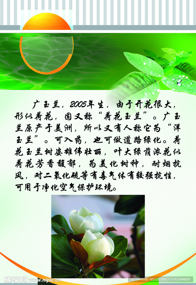广玉兰