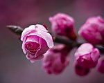 花蕾