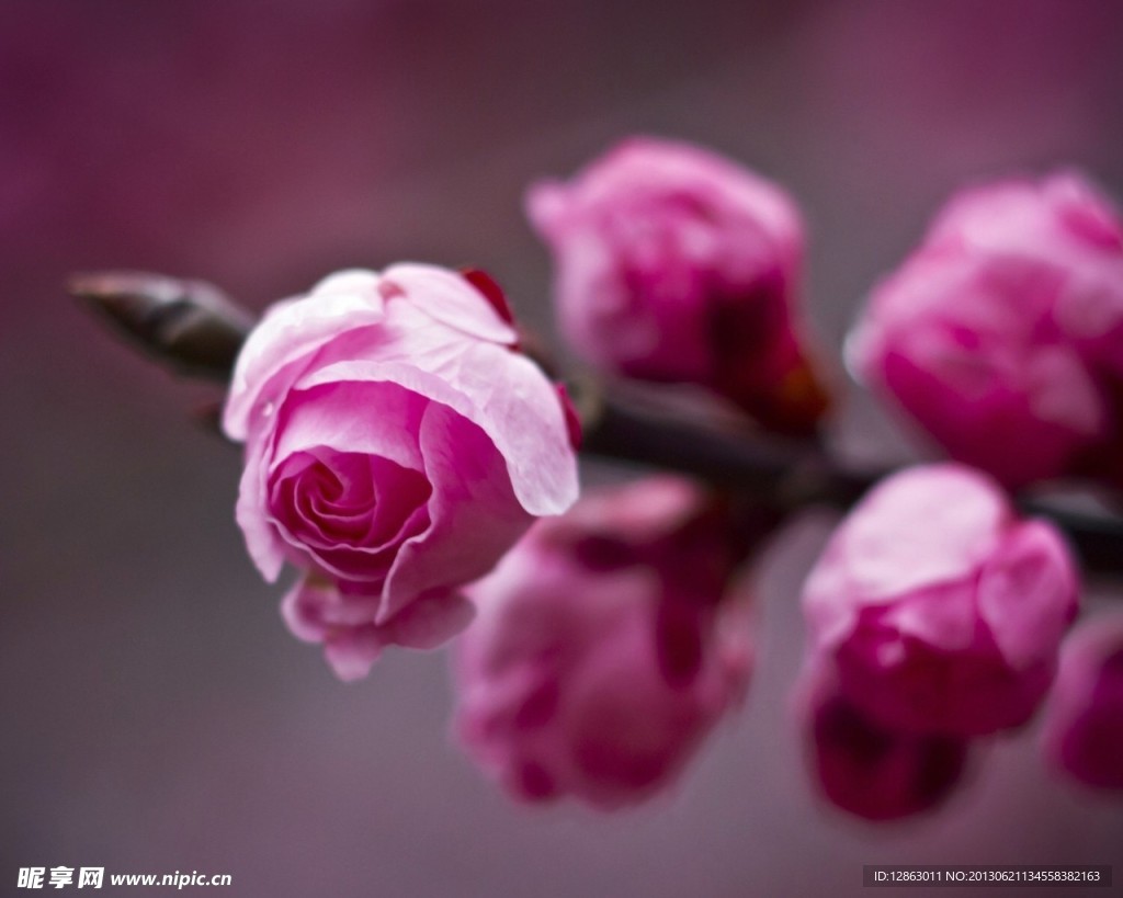花蕾