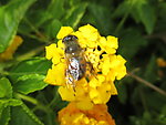 蜜蜂采蜜