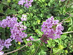 小红花
