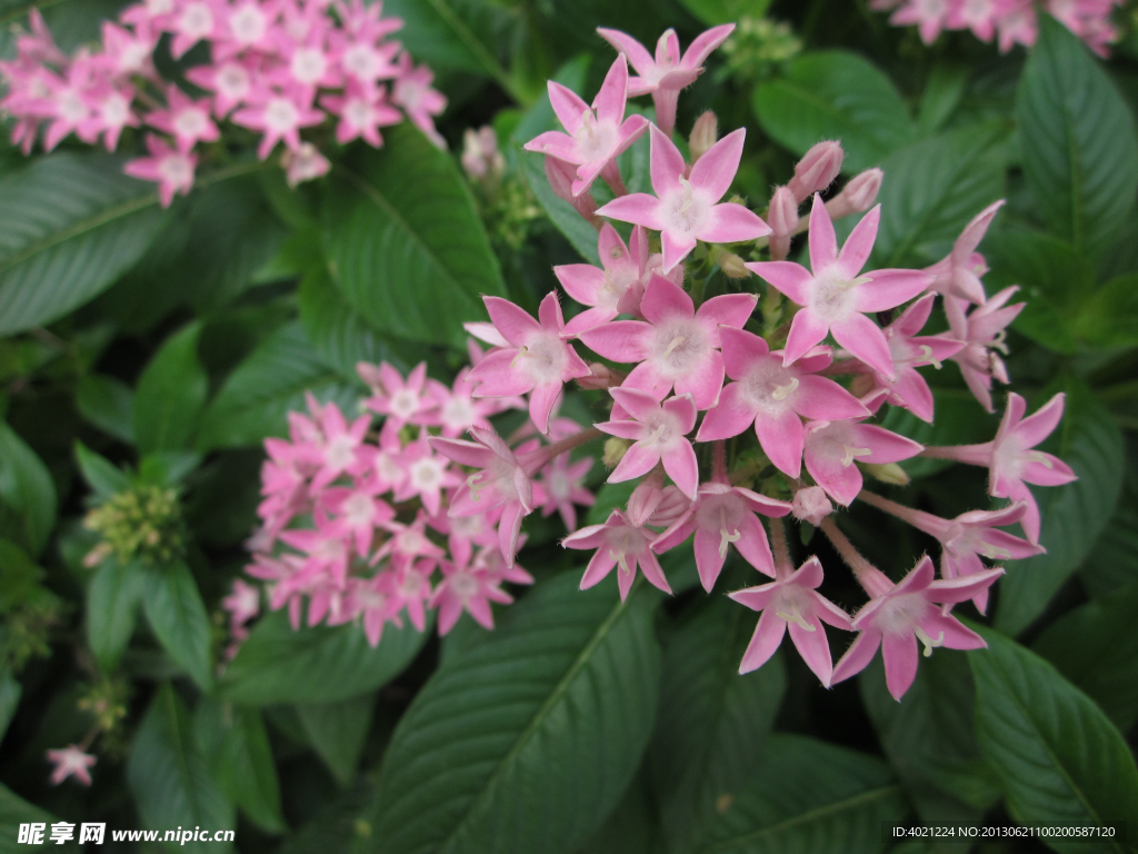 繁星花