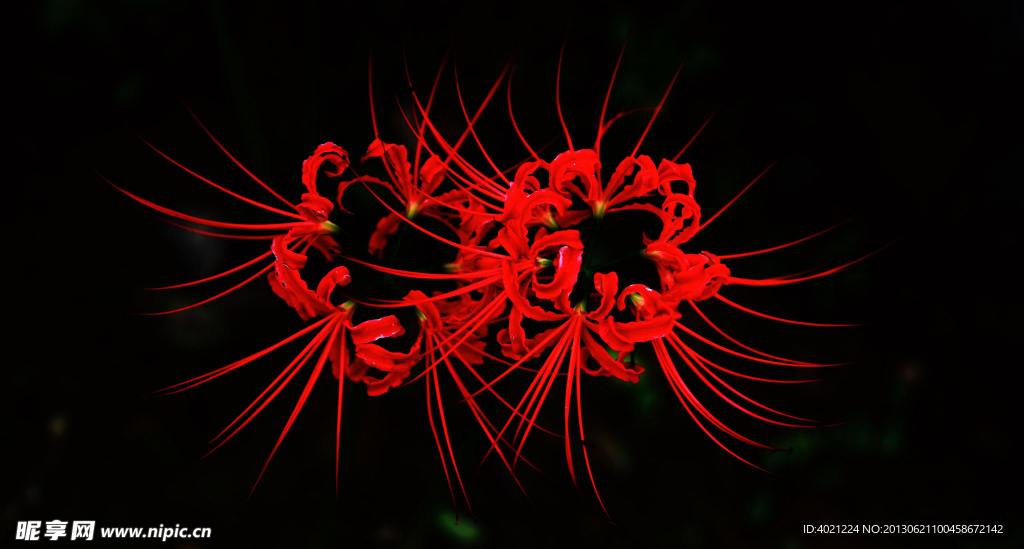 彼岸花