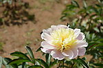 芍药