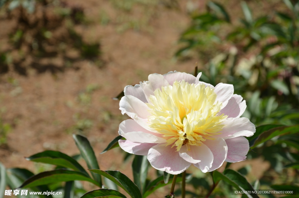 芍药